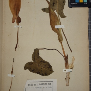 Photographie n°1249553 du taxon Arum maculatum L. [1753]
