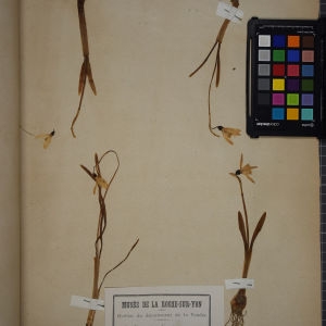 Galanthus nivalis L. (Perce-neige)