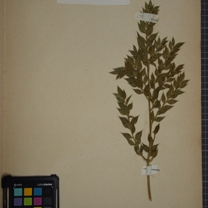 Photographie n°1249566 du taxon Ruscus aculeatus L. [1753]