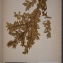  Herbier  PONTARLIER-MARICHAL - Buxus sempervirens L. [1753]