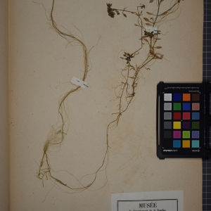 Photographie n°1249587 du taxon Callitriche vernalis Kütz. ex W.D.J.Koch [1837]