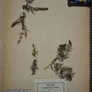 Photographie n°1249588 du taxon Ceratophyllum demersum L. [1753]