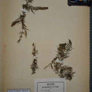 Photographie n°1249589 du taxon Ceratophyllum demersum L. [1753]