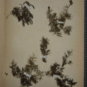 Photographie n°1249590 du taxon Ceratophyllum submersum L. [1763]