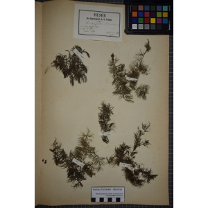 Ceratophyllum demersum sensu L. [1754] (Cératophylle inerme)