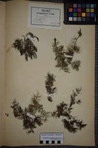 Herbier  PONTARLIER-MARICHAL, le 20 août 1877 (Luçon)