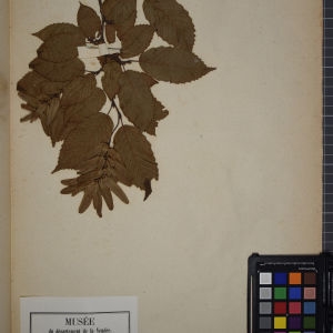 Photographie n°1249592 du taxon Carpinus betulus L. [1753]