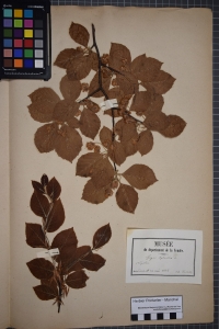 Herbier  PONTARLIER-MARICHAL, le 12 mai 1887 (La Roche-sur-Yon)