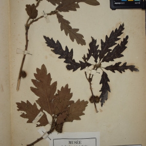 Quercus cerris subsp. austriaca (Willd.) Nyman (Chêne chevelu)