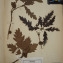  Herbier  PONTARLIER-MARICHAL - Quercus cerris L. [1753]