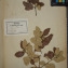  Herbier  PONTARLIER-MARICHAL - Quercus ilex L. [1753]