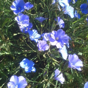 Photographie n°1249604 du taxon Linum perenne L.