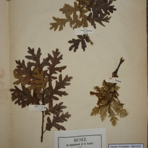 Photographie n°1249611 du taxon Quercus toza Gillet ex Bosc [1792]