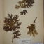  Herbier  PONTARLIER-MARICHAL - Quercus toza Gillet ex Bosc [1792]