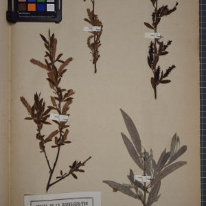Photographie n°1249612 du taxon Salix alba L. [1753]