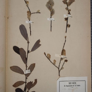 Photographie n°1249621 du taxon Salix cinerea L. [1753]