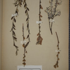 Photographie n°1249622 du taxon Salix repens L. [1753]