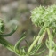  Liliane Roubaudi - Valerianella discoidea (L.) Loisel. [1810]