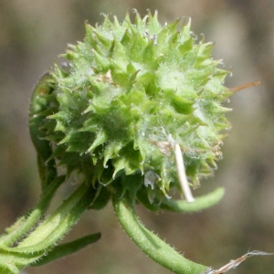  - Valerianella discoidea (L.) Loisel. [1810]