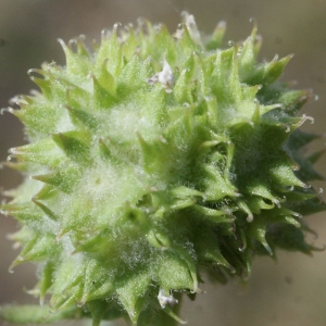  - Valerianella discoidea (L.) Loisel. [1810]