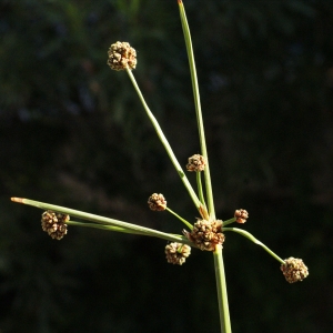  - Scirpoides holoschoenus (L.) Soják [1972]