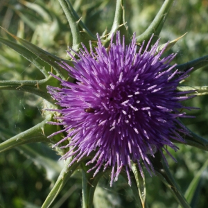 Photographie n°1251238 du taxon Silybum marianum (L.) Gaertn. [1791]