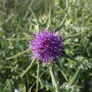 Photographie n°1251258 du taxon Silybum marianum (L.) Gaertn. [1791]