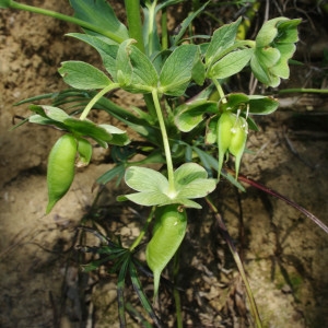 Photographie n°1251528 du taxon Helleborus foetidus L. [1753]