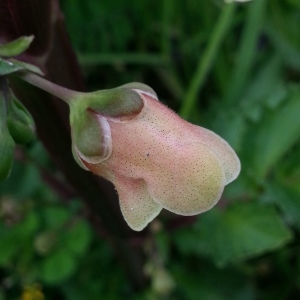 Scrophularia trifoliata L. (Scrofulaire à trois folioles)
