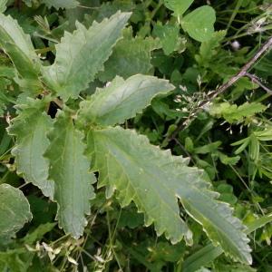 Photographie n°1251779 du taxon Scrophularia trifoliata L. [1759]