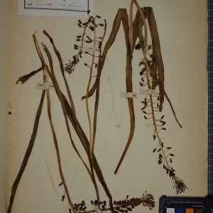 Photographie n°1251806 du taxon Muscari comosum (L.) Mill. [1768]