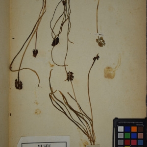 Photographie n°1251807 du taxon Muscari racemosum Mill. [1768]