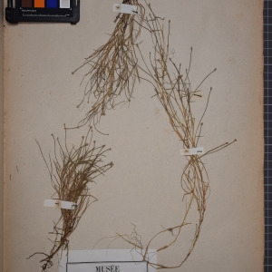 Photographie n°1251817 du taxon Scirpus fluitans L. [1753]