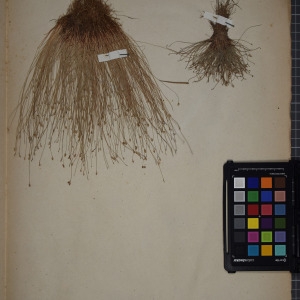 Photographie n°1251821 du taxon Scirpus savii Sebast. & Mauri [1818]