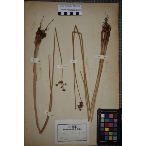 Schoenoplectus tabernaemontani (C.C.Gmel.) Palla (Jonc-des-chaisiers glauque)