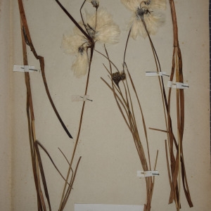 Photographie n°1251846 du taxon Eriophorum angustifolium Honck. [1782]