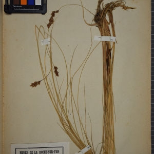 Photographie n°1251868 du taxon Carex divisa Huds. [1762]