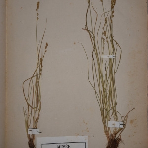 Photographie n°1251876 du taxon Carex muricata auct.