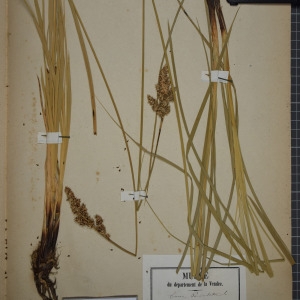 Photographie n°1251881 du taxon Carex paniculata L. [1755]