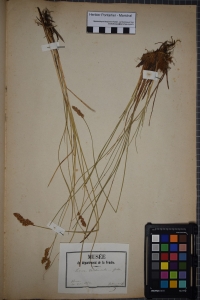Herbier  PONTARLIER-MARICHAL, le 20 mai 1852 (Olonne-sur-Mer)