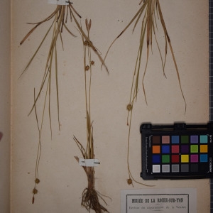 Photographie n°1251912 du taxon Carex flava L. [1753]