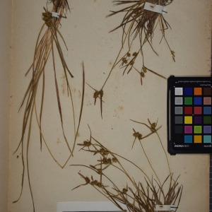 Photographie n°1251921 du taxon Carex oederi sensu H.J.Coste [1906]