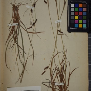 Photographie n°1251924 du taxon Carex binervis Sm. [1800]