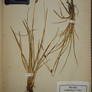 Photographie n°1251928 du taxon Carex fulva sensu P.Fourn.