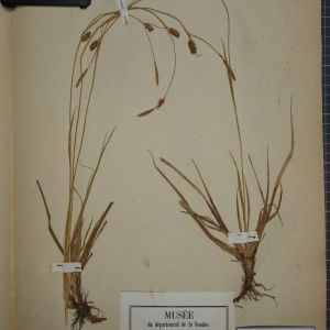 Photographie n°1251929 du taxon Carex hornschuchiana Hoppe [1824]