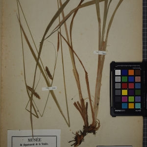 Photographie n°1251931 du taxon Carex laevigata sensu Duby