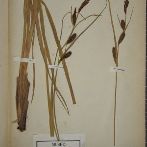 Photographie n°1251948 du taxon Carex riparia Curtis [1783]