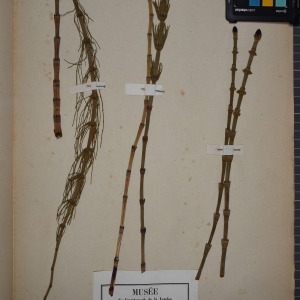 Photographie n°1251952 du taxon Equisetum limosum L. [1753]