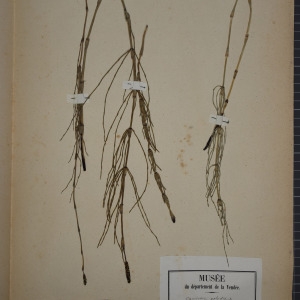 Photographie n°1251953 du taxon Equisetum palustre L. [1753]