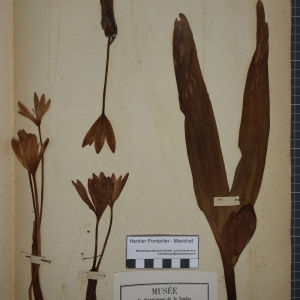 Photographie n°1251961 du taxon Colchicum autumnale L. [1753]